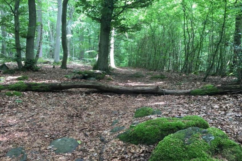 Wanderfreund - foto 38