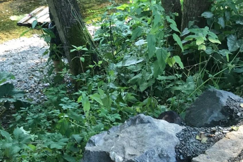 Fewo 3-An der Rodach - foto 18