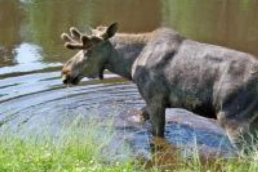 Gepflegtes Ferienhaus mit eigenem Saunahaus - foto 35