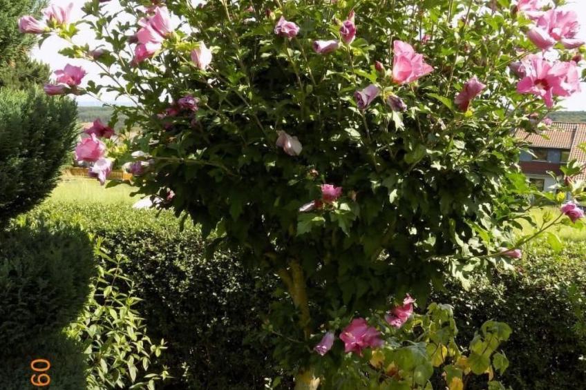 Appartement mit Terrasse, Garten und Grill - foto 29