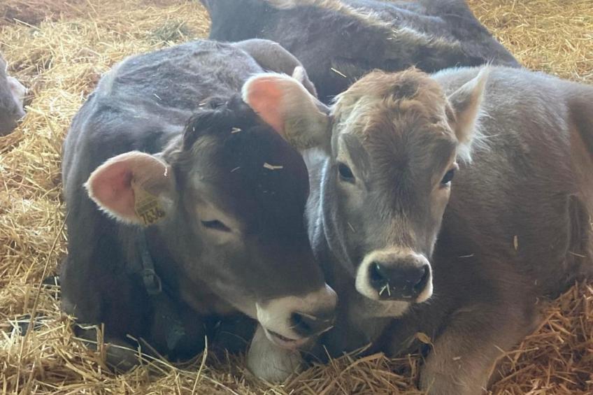 Wis (Stein) - foto 33