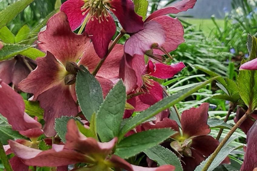 Kirchmatte - foto 28