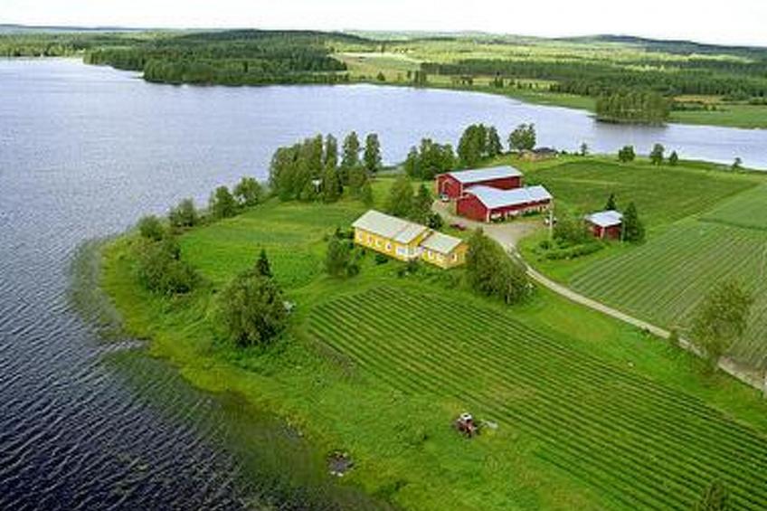 Villiruusu - foto 13