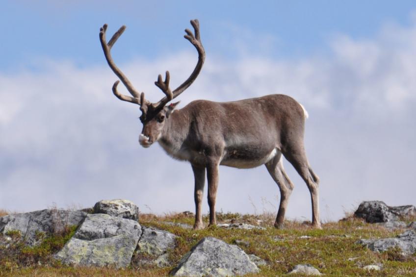 Charmantes modernes Blockhaus mit Kamin - foto 12