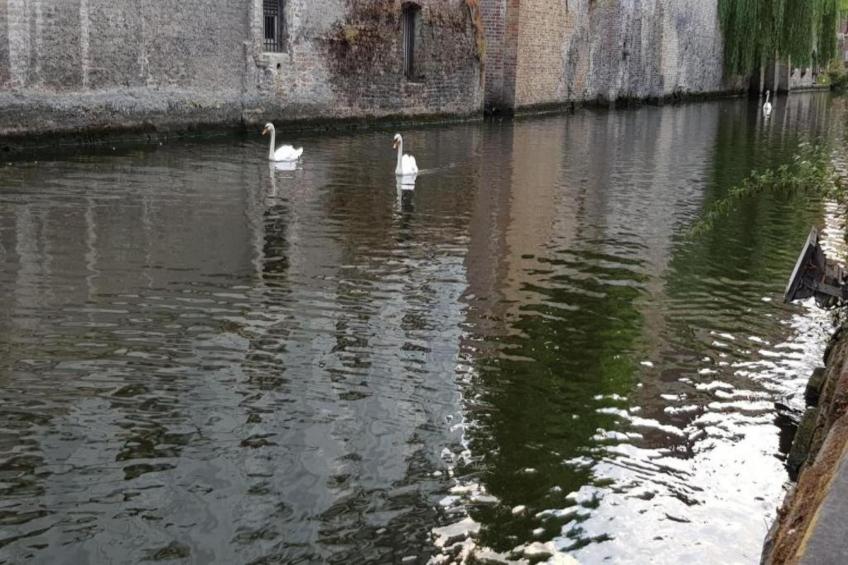 Rosalie 0202 - foto 39