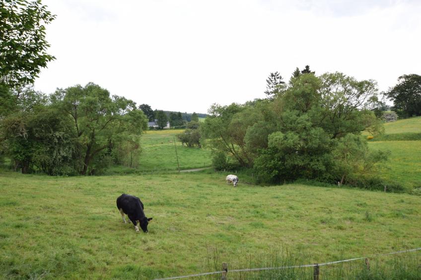 Maquis du cerf - foto 26