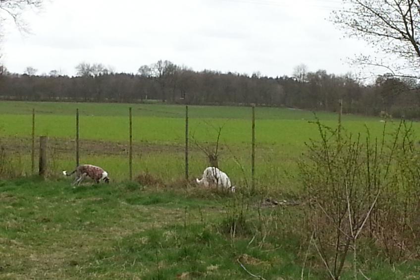 in Bad Bederkesa mit Garten - foto 11