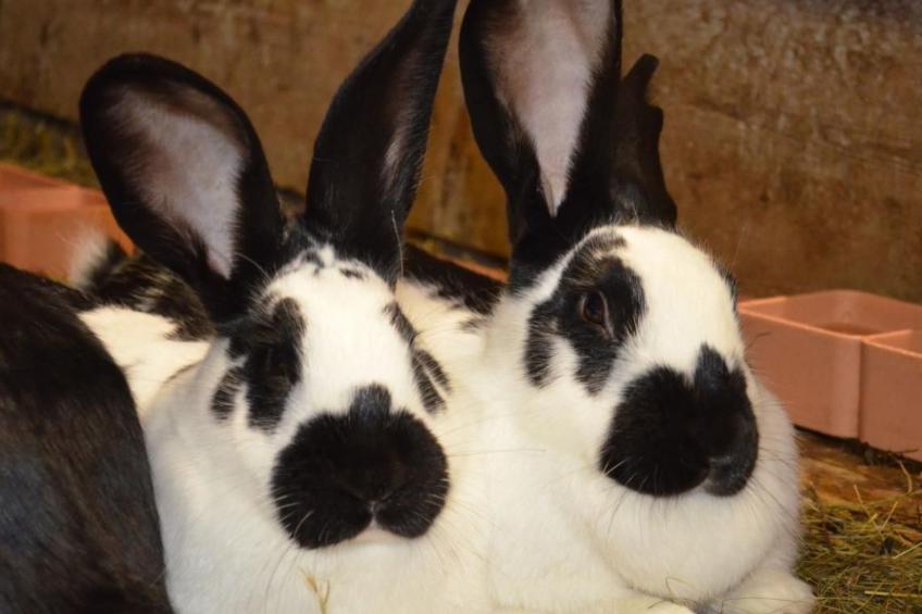 Biohof Furn - foto 23