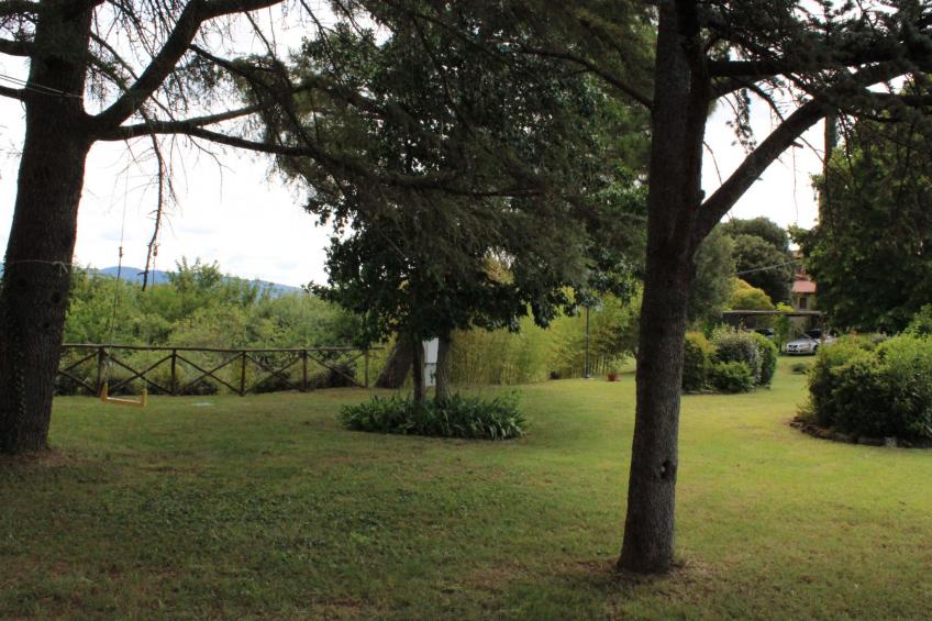 Flache Kornblume - foto 27