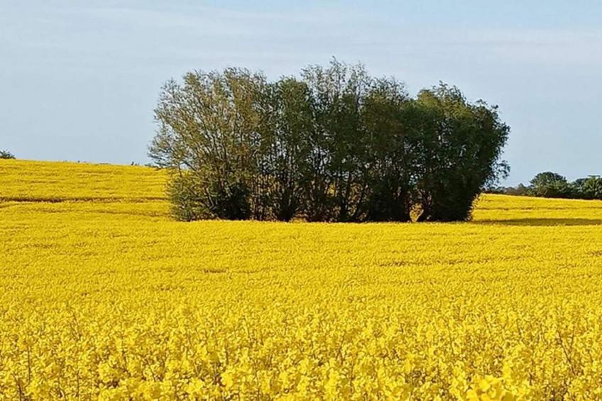 Platz im Grünen 1 - foto 23