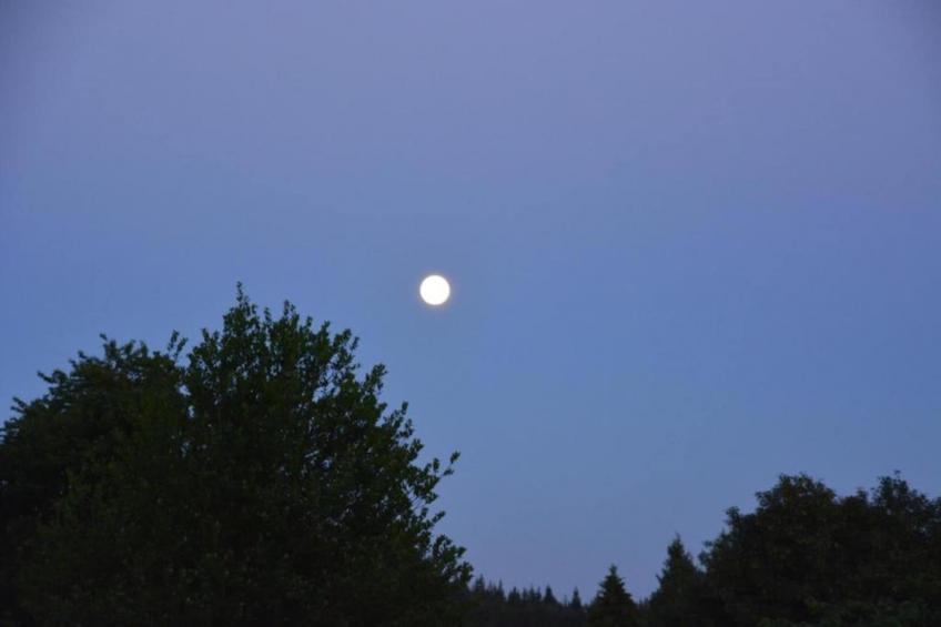 L'Orchidee - foto 34