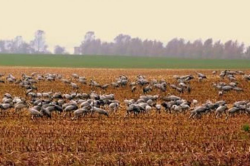 Willkommen im Ferienhaus "Luise" - foto 18