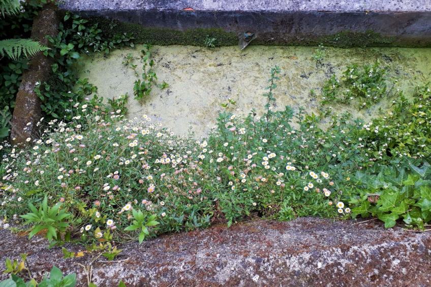 Quinta D'Avó Amélia, wunderschönes Landhaus zwischen den Bergen und dem Meer - foto 35