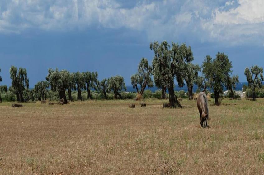 Appartamento Martina Franca - Centro Storico - foto 30