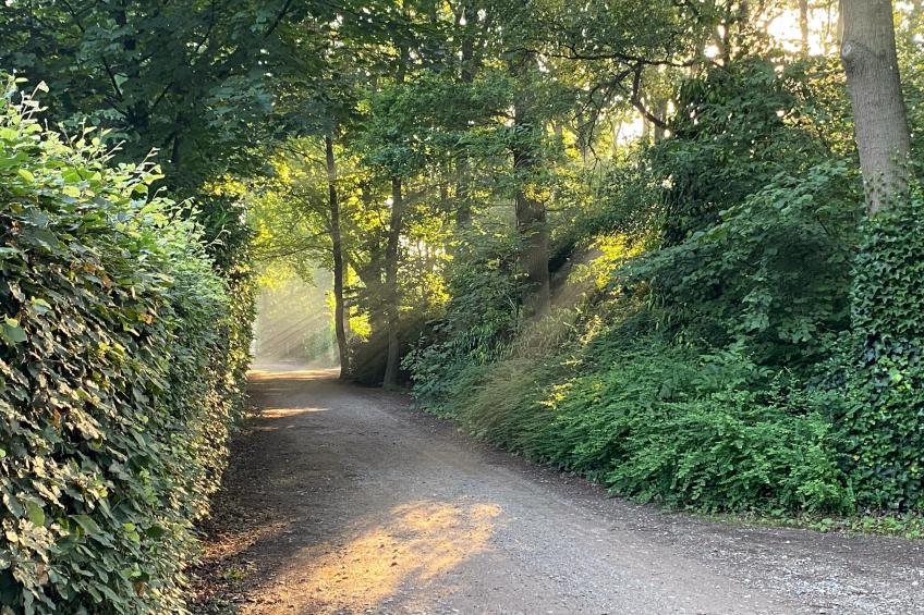 De Paradijsvogel - foto 2