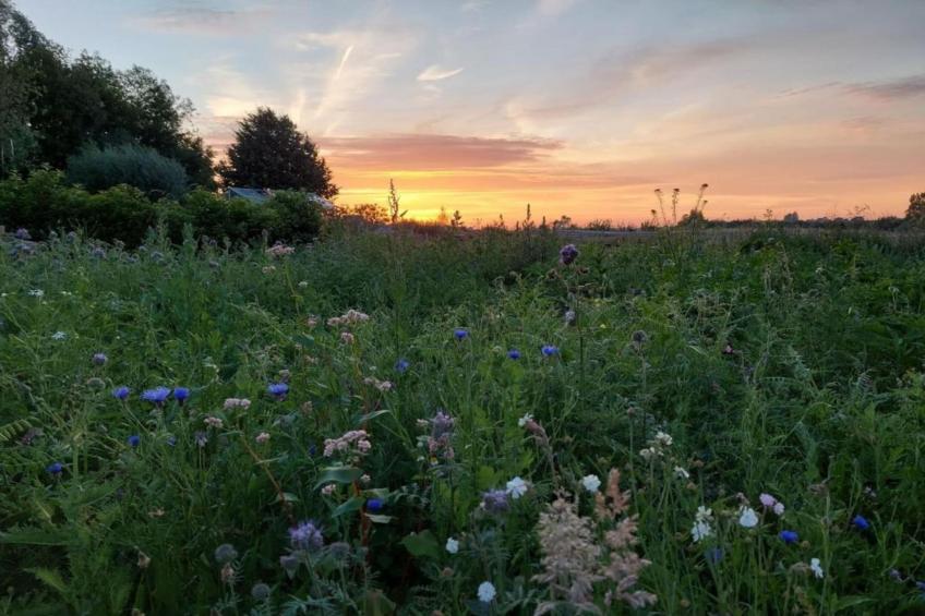 't Bloemenhof - foto 40