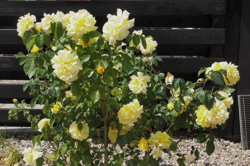 "Hortensia" - 350m from the sea in SE Jutland - foto 3