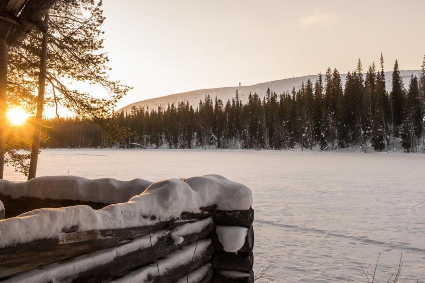 Metsä-luosto - foto 43