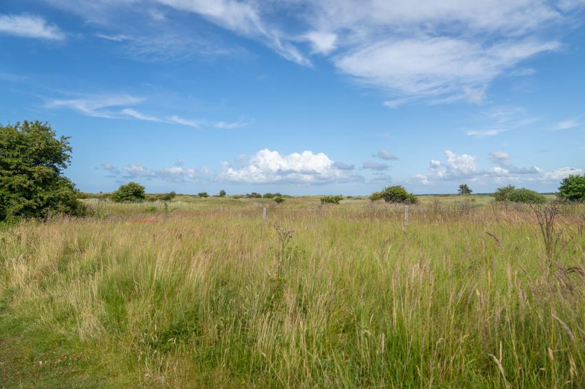 Boomhiemke - foto 24