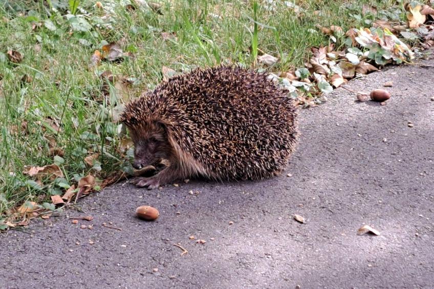 Fh "Molkenberg" - foto 30