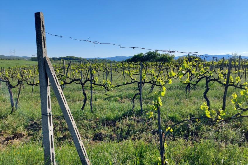 Flache Linde - foto 48