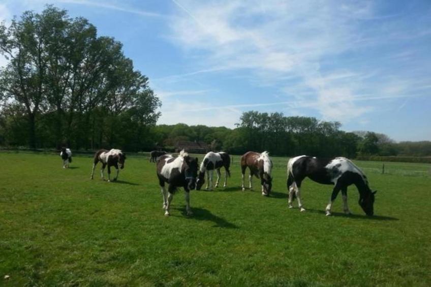 Recreatiepark Duinhoeve 12 - foto 26