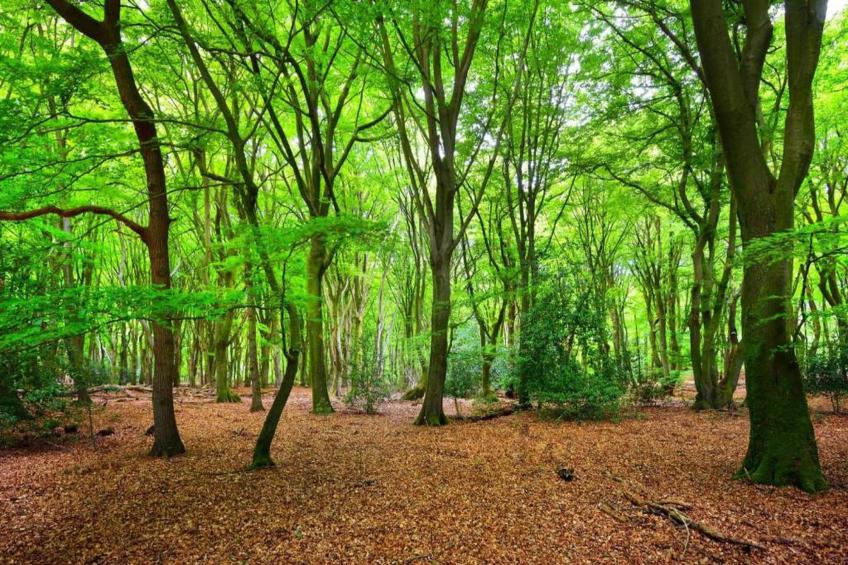 RCN de Jagerstee 3 - foto 21