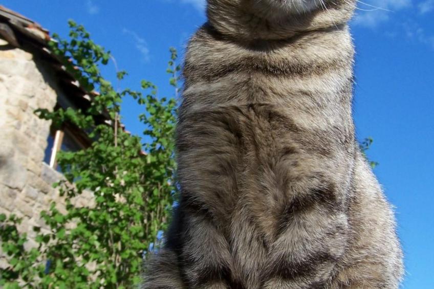 Gîte de Chapelèche Les Genêts - foto 20