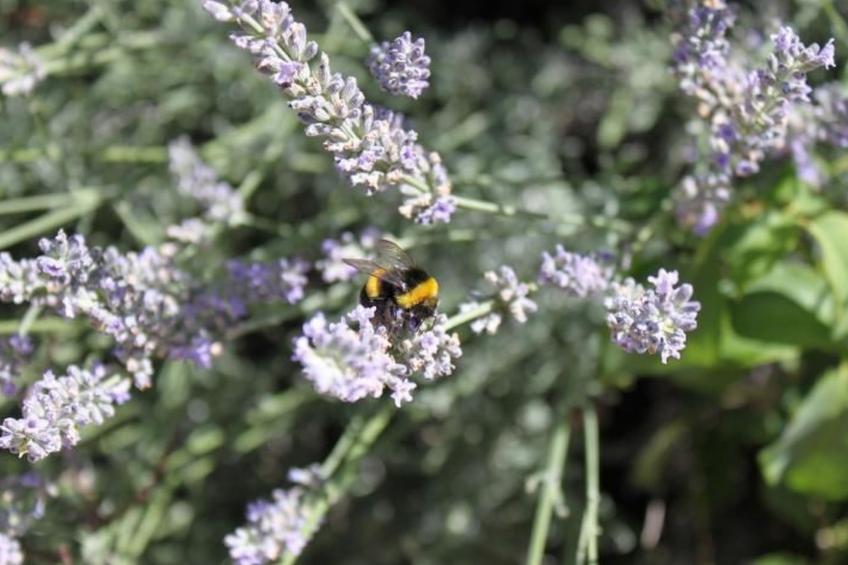 Villa Bobolino auf dem Lande mit privatem Pool - foto 32