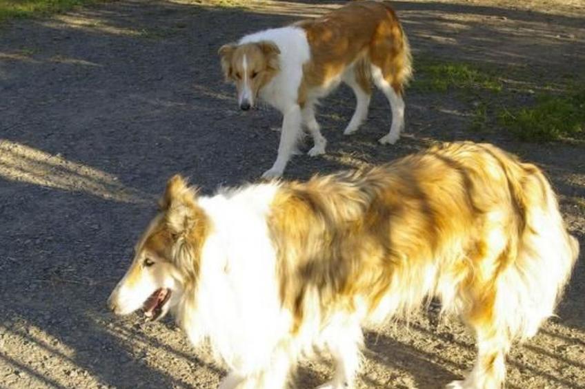 Blockhaus in Gajówka mit Kaminofen - foto 17