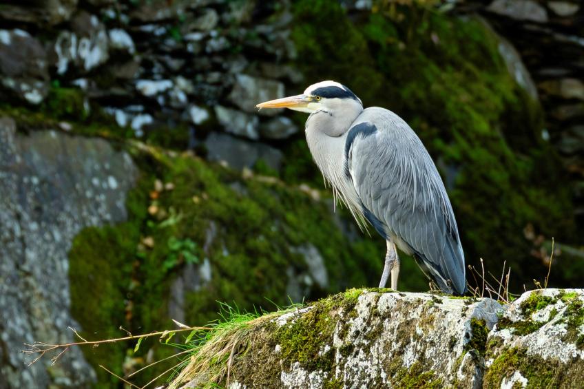 Bod Gwynedd - foto 26