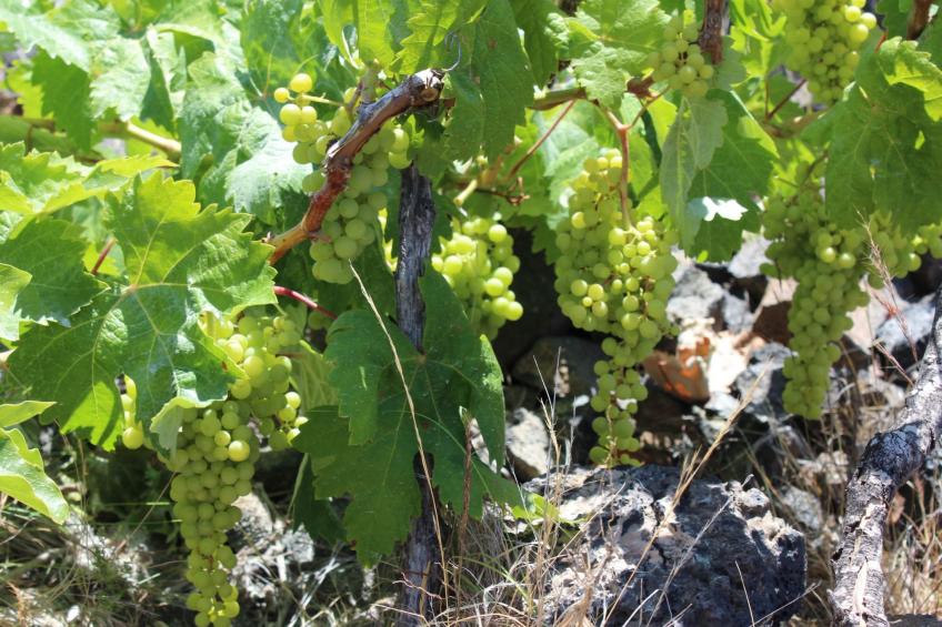 in Monte Breñas mit Grill, Terrasse und Garten - foto 25