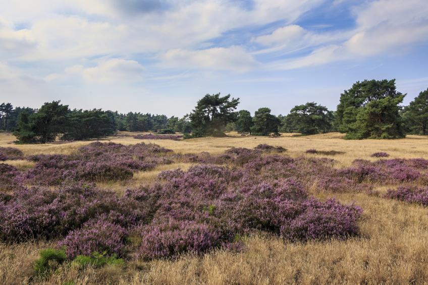 Recreatiepark de Boshoek 19 - foto 40