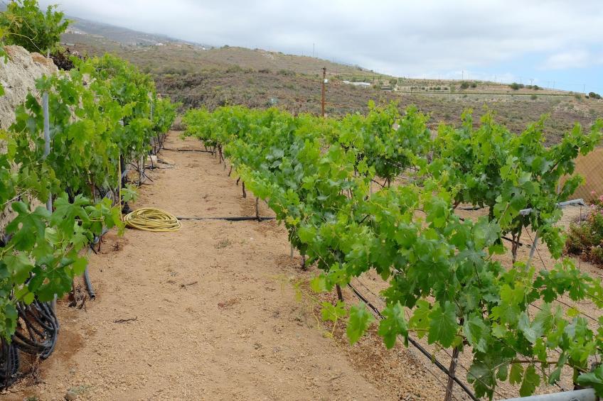 Finca Buenos Aires - foto 25