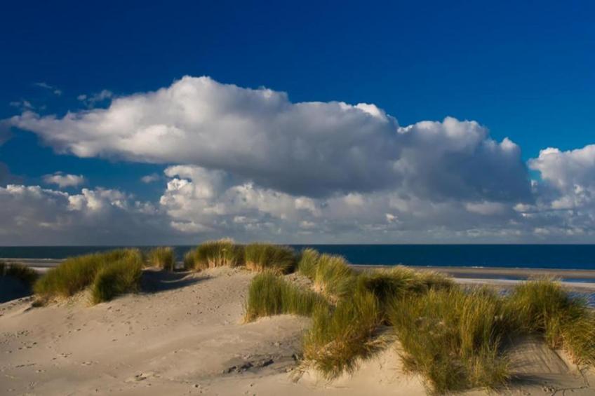 Fort den Haak - Chalet 1 tm 5  hond - foto 33