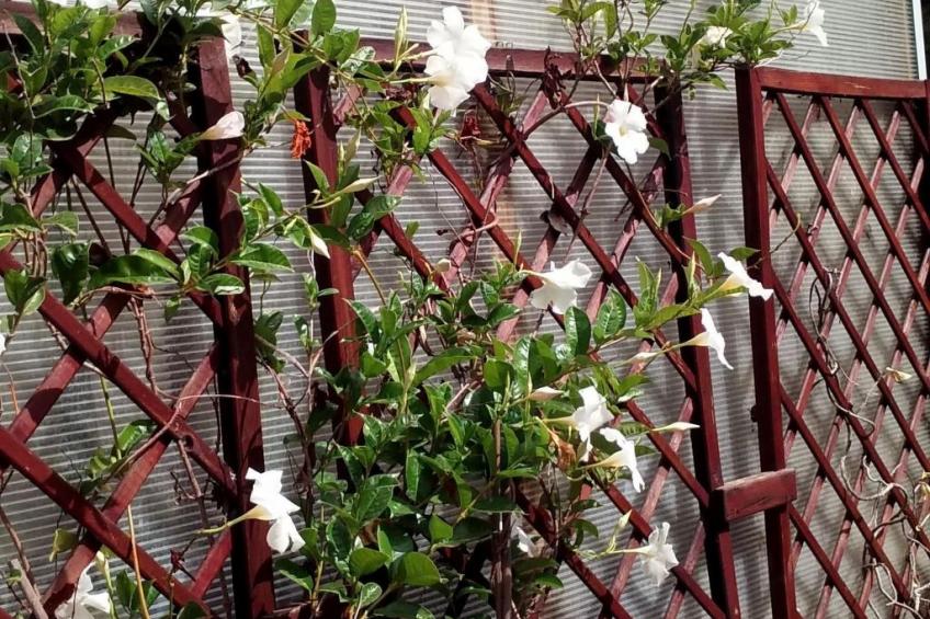 "El Laurel" - foto 22