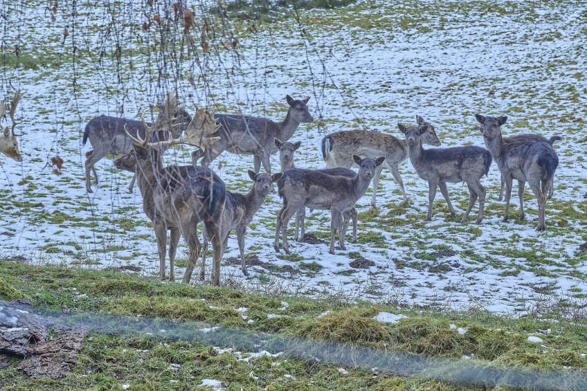 Am Damwildgehege II - foto 33