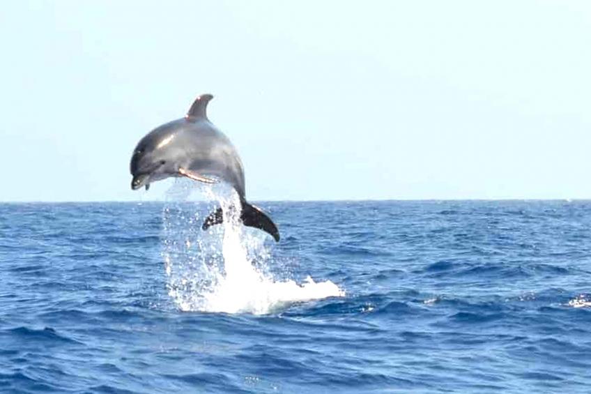 Delfin 101B 1d - foto 36