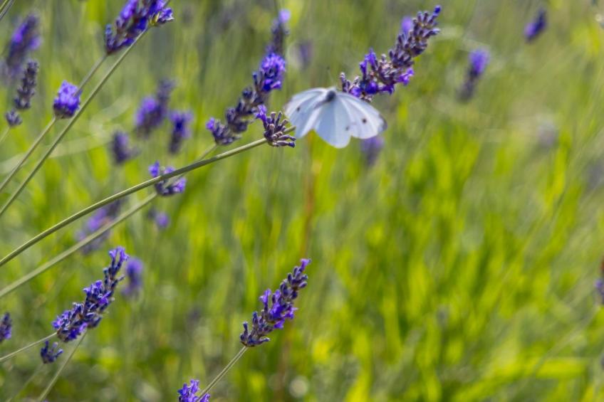 Ferienvilla "Monte Bibali" mit Infinity-Pool - foto 34