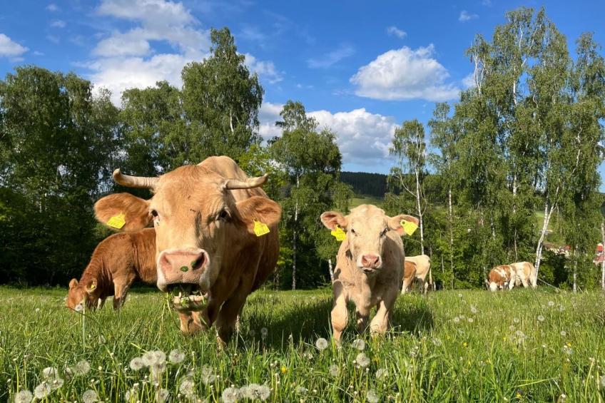 Wandlhof Ferienwohng - foto 14