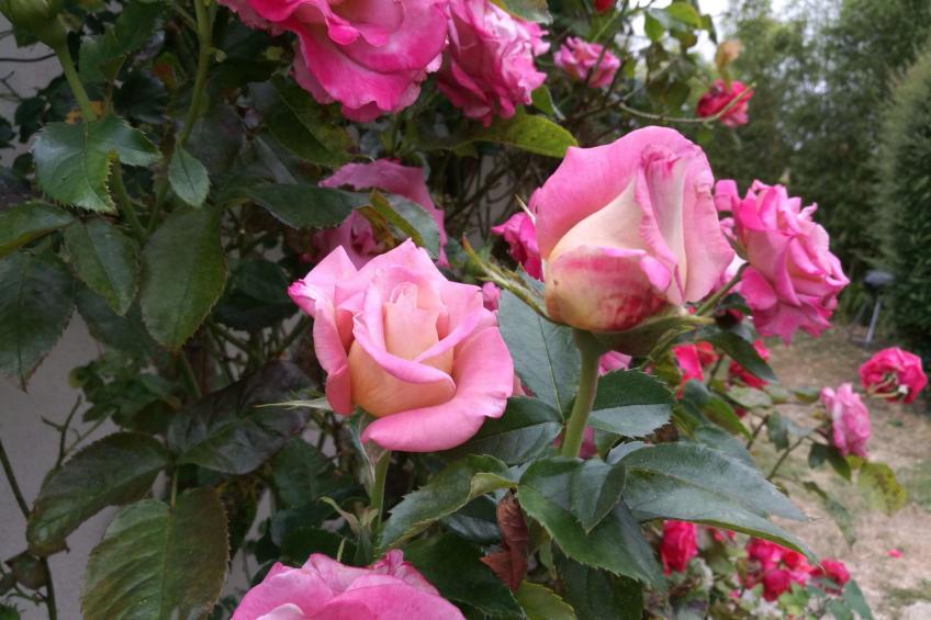 Fachwerkhaus "La Longère" Escapade Normande - foto 32