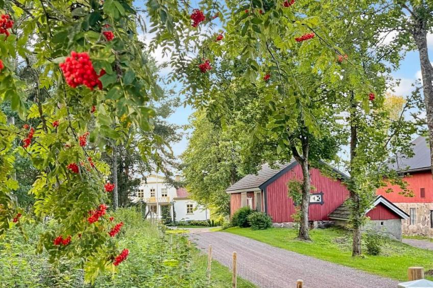Punatulkku, seeteri - foto 33