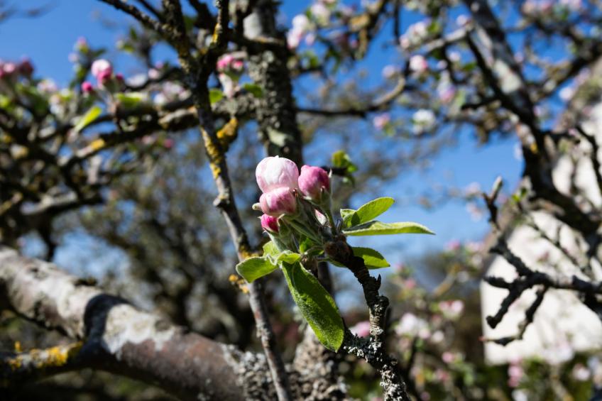 Les Jonquilles - foto 27