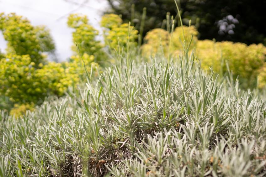 Tiny house Laurel - 70 Meter vom Strand entfernt - foto 55