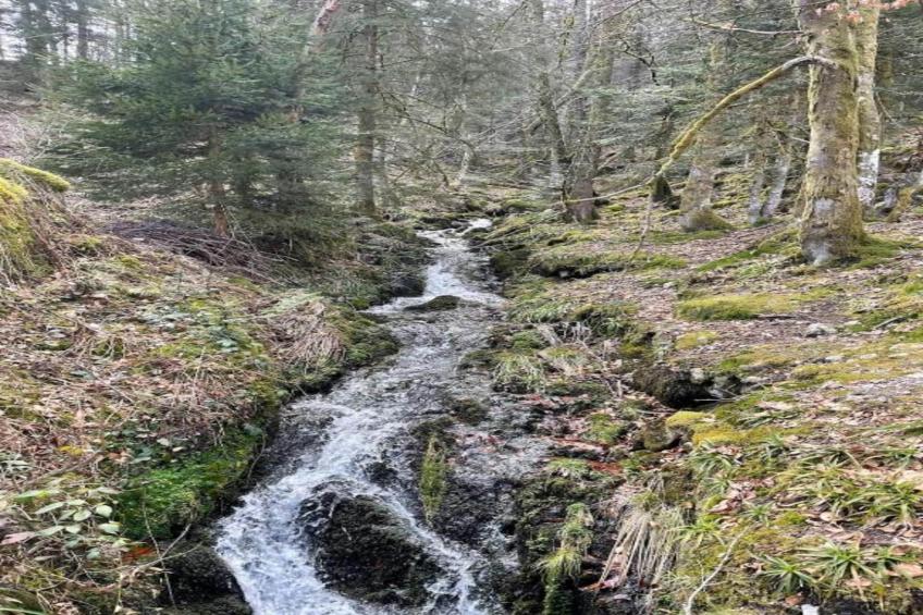 A l'Orée des Bois - foto 32