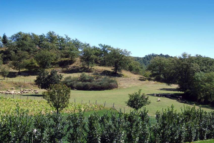 Gallorimpi - foto 28