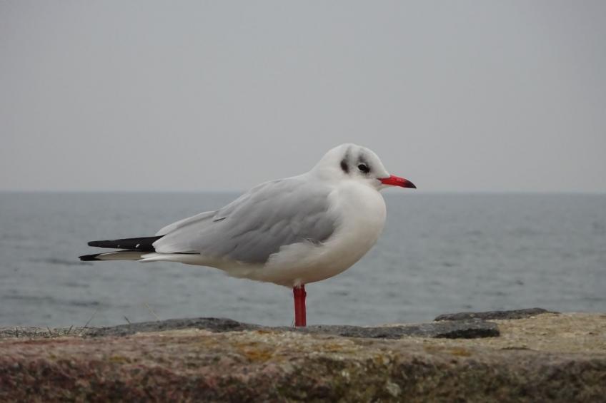 Sweet Home - foto 21