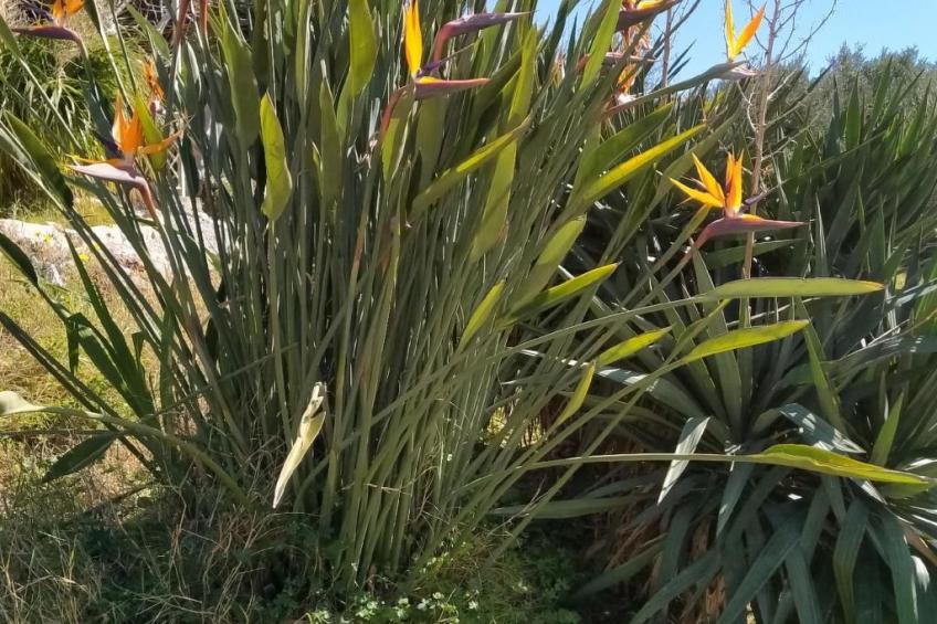 Manderino-Panoramasuite mit Park und Pool - foto 13