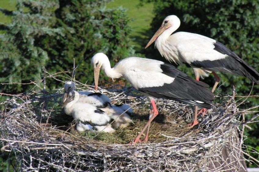 Luxuriöses Wohnen im historischen Haus - foto 32