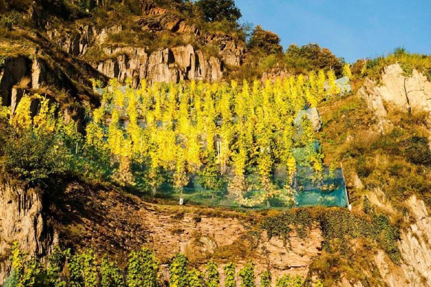 Perle-Lollipop - foto 28